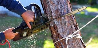 Best Lawn Disease Treatment  in Sea Ranch, CA