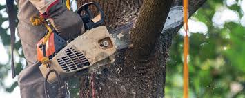 Best Tree Health Inspection  in Sea Ranch, CA