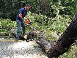 Best Tree Cabling and Bracing  in Sea Ranch, CA