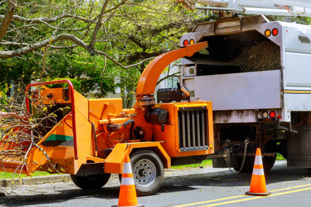 How Our Tree Care Process Works  in  Sea Ranch, CA