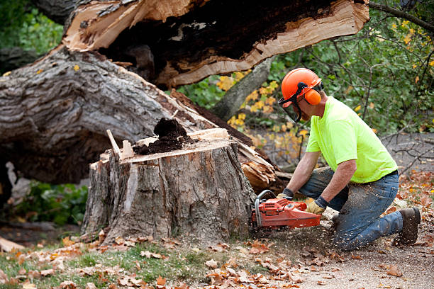 Best Tree and Shrub Care  in Sea Ranch, CA